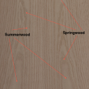 Sapwood, Heartwood, Springwood And Summerwood